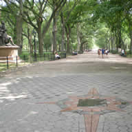 Sandra Tree in Central Park